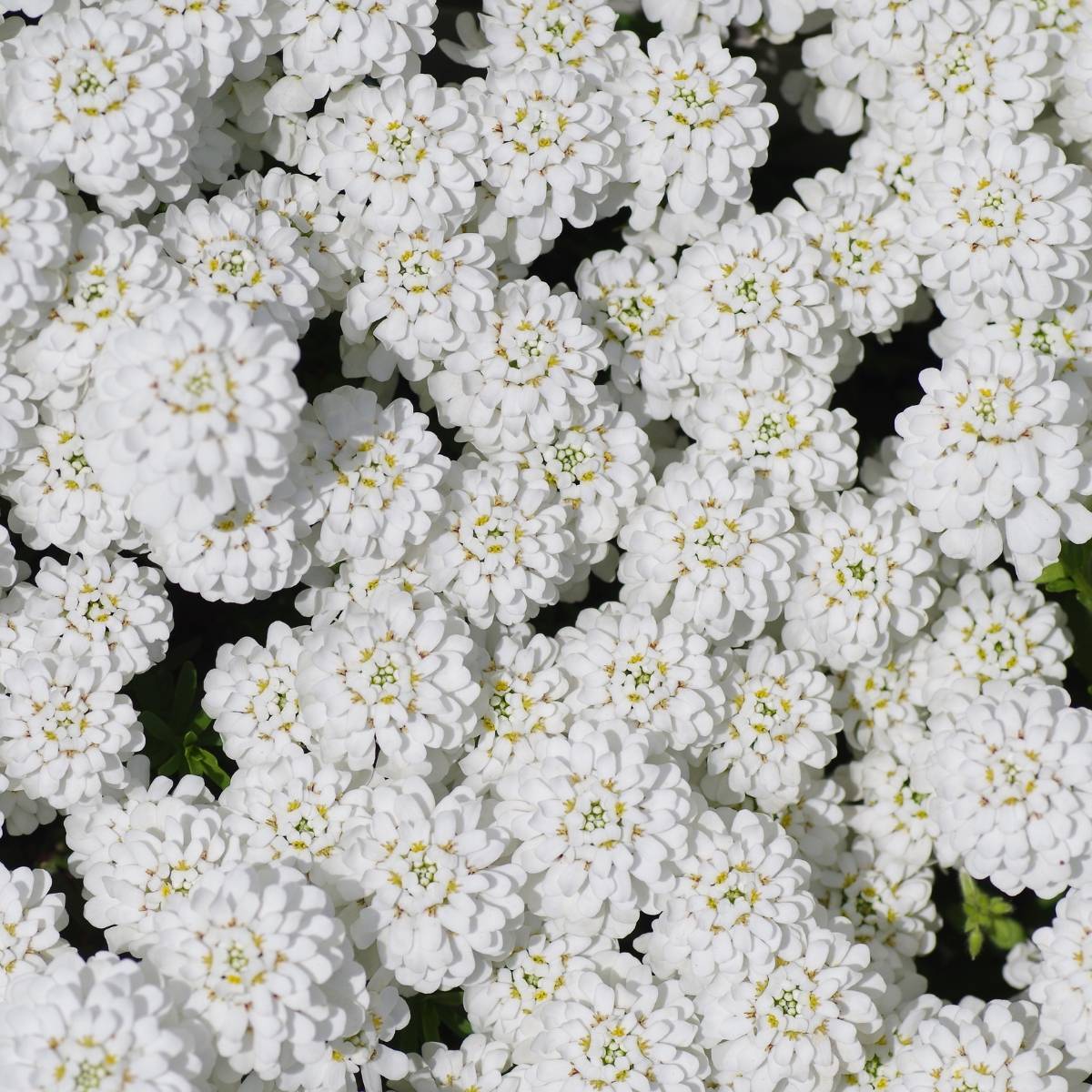 Candytuft- Empress White